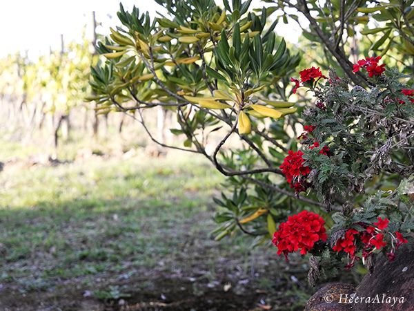HeeraAlaya_Podere-il-macchione_Simone-Abram10