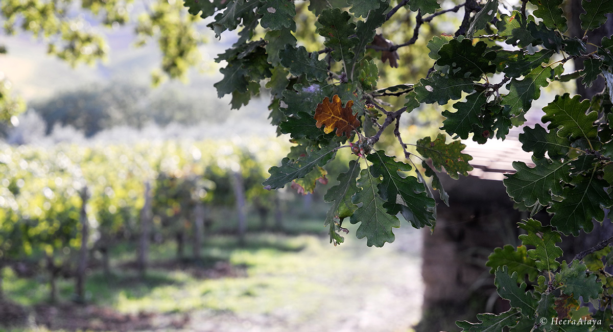 HeeraAlaya_Podere-il-macchione_Simone-Abram13b