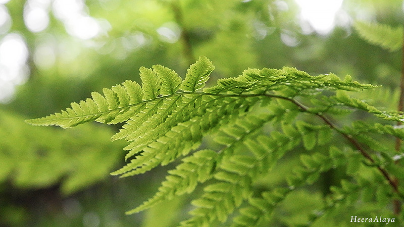 fern