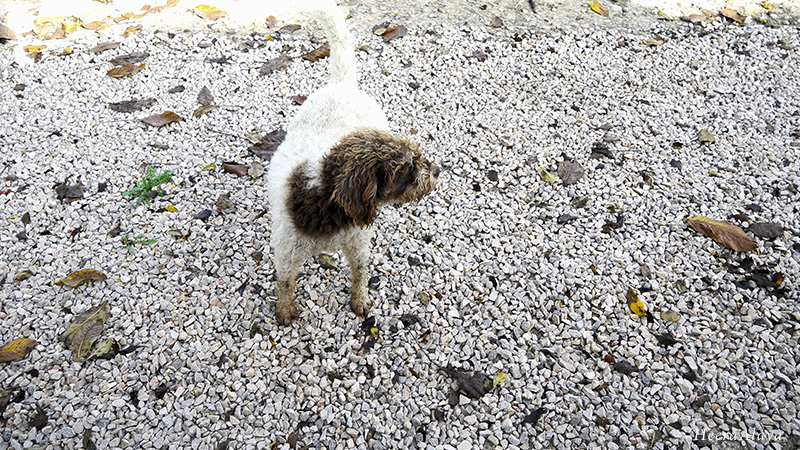 Tuscan olive groves - fresh olive oil - olio nuovo - farm patrol dogs