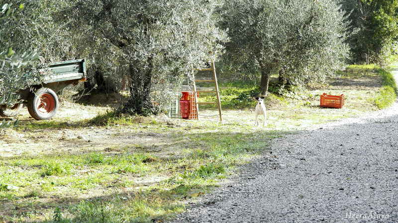 Tuscan olive groves - fresh olive oil - olio nuovo - grove patrol dog