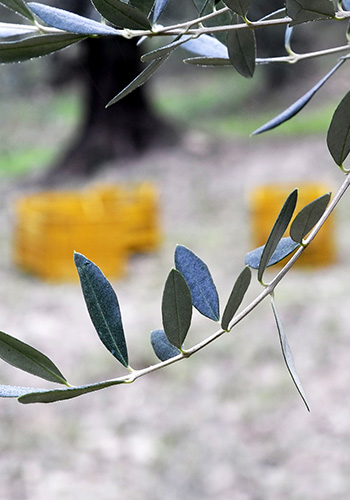 Tuscan olive groves - fresh olive oil - olio nuovo
