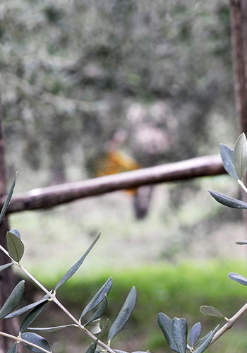 Tuscan olive groves - fresh olive oil - olio nuovo