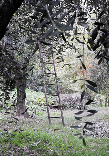 Tuscan olive groves - fresh olive oil - olio nuovo