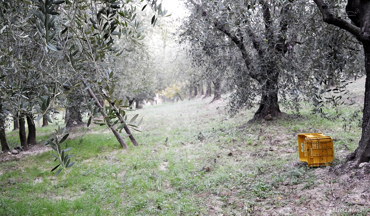 Olio Nuovo liquid green gold fresh olive oil Tuscany