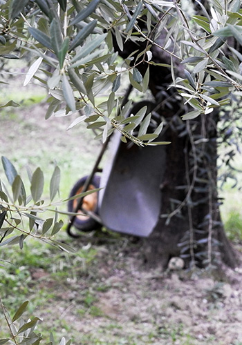 Tuscan olive groves - fresh olive oil - olio nuovo