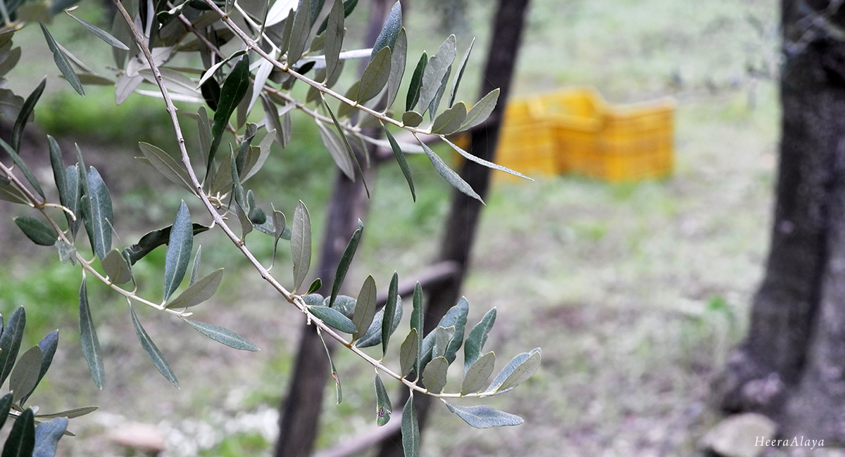 Tuscan olive groves - fresh olive oil - olio nuovo